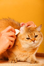 British Shorthair Cat, golden-ticked tabby having  ears cleaned by a woman