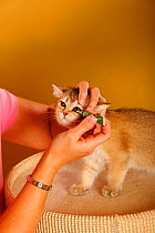 British Shorthair Cat, kitten, golden-ticked-tabby, being administered ophthalmic ointment by a woman. Model released