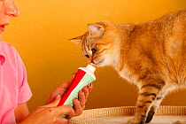British Shorthair Cat, golden-ticked tabby being given vitamin paste by a woman