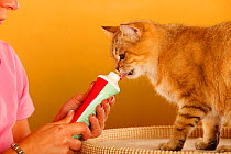 British Shorthair Cat, golden-ticked tabby being given vitamin paste by a woman
