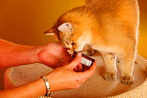British Shorthair Cat, golden-ticked tabby being  administering Bach Flower Stock Remedy by a woman