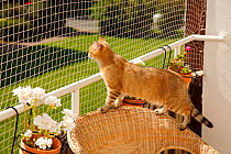 Golden-ticked British Shorthair Cat, standing on netted balcony, looking out