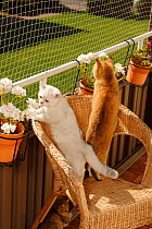White and Golden-ticked British Shorthair Cats, standing on netted balcony, looking out