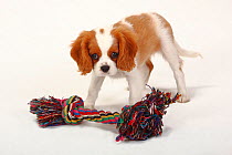 Cavalier King Charles Spaniel, puppy, blenheim coated, aged 10 weeks, standing with toy
