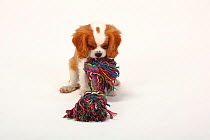 Cavalier King Charles Spaniel, puppy, blenheim coated, aged 10 weeks, playing with toy