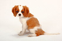 Cavalier King Charles Spaniel, puppy, blenheim coated, aged 10 weeks, sitting