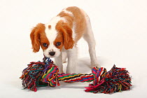 Cavalier King Charles Spaniel, puppy, blenheim coated, aged 10 weeks, standing with toy