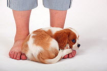 Cavalier King Charles Spaniel, puppy, blenheim coated, aged 10 weeks, curled up on human feet. Model released
