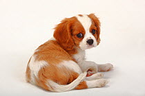 Cavalier King Charles Spaniel, puppy, blenheim coated, aged 10 weeks, sitting down