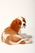 Cavalier King Charles Spaniel, puppy, blenheim coated, aged 10 weeks, sitting down, looking upwards