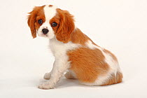 Cavalier King Charles Spaniel, puppy, blenheim coated, aged 10 weeks, sittng
