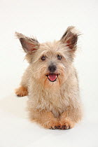 Mixed Breed terrier-cross dog, with large ears, lying down with paws outstretched, and panting