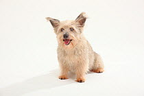 Mixed Breed terrier-cross dog, with large ears, sitting and panting