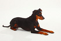 German Pinscher, portrait of bitch, lying down with paws outstretched