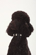Standard Poodle, black coated and clipped with collar, head portrait