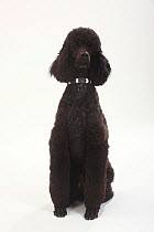 Standard Poodle, black coated and clipped with collar, sitting