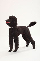 Standard Poodle, black coated and clipped with collar, standing in show-stack posture