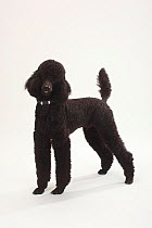 Standard Poodle, black coated and clipped with collar, standing in show-stack posture