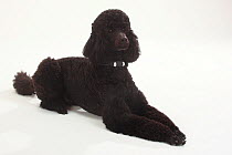 Standard Poodle, Standard Poodle, black coated and clipped with collar, lying down with paws outstretched
