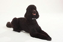 Standard Poodle, Standard Poodle, black coated and clipped with collar, lying down with paws outstretched, panting