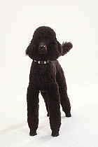 Standard Poodle, Standard Poodle, black coated and clipped with collar, standing