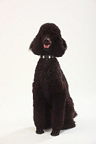 Standard Poodle, Standard Poodle, black coated and clipped with collar, sitting and panting
