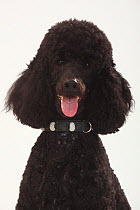 Standard Poodle, black coated and clipped with collar, head portrait, panting