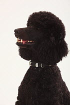 Standard Poodle, black coated and clipped with collar, head portrait, panting