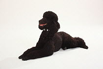 Standard Poodle, black coated and clipped with collar, lying down with paws outstretched