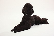 Standard Poodle, black coated and clipped with collar, lying down with paws outstretched