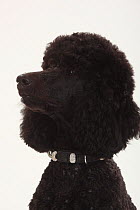 Standard Poodle, black coated and clipped with collar, head portrait in profile