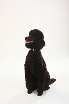 Standard Poodle, black coated and clipped with collar, sitting