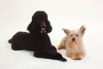 Standard Poodle, black coated and clipped with collar, lying down with paws outstretched, with and Mixed Breed terrier-cross dog