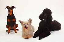Standard Poodle, black coated and clipped with collar, lying down with paws outstretched, with  German Pinscher bitch, sitting, and Mixed Breed terrier-cross dog