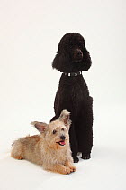 Standard Poodle, black coated and clipped with collar, sitting, with Mixed Breed terrier-cross dog