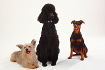 Standard Poodle, black coated and clipped with collar, sitting, with  German Pinscher bitch, sitting, and Mixed Breed terrier-cross dog