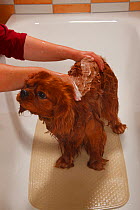 Cavalier King Charles Spaniel, ruby coated, being washed / bathed, in a bathtub. Sequence 1/16