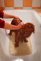 Cavalier King Charles Spaniel, ruby coated, being washed / bathed, in a bathtub. Sequence 2/16