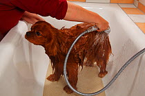 Cavalier King Charles Spaniel, ruby coated, being showered / bathed, in a bathtub. Sequence 3/16
