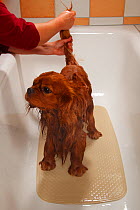 Cavalier King Charles Spaniel, ruby coated, being showered / bathed, in a bathtub. Sequence 4/16