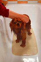 Cavalier King Charles Spaniel, ruby coated, being showered / bathed, in a bathtub. Sequence 5/16