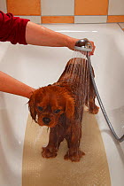 Cavalier King Charles Spaniel, ruby coated, being showered / bathed, in a bathtub. Sequence 6/16. Model released