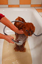 Cavalier King Charles Spaniel, ruby, being showered / being bathed, bathtub. Sequence 7/16