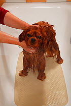 Cavalier King Charles Spaniel, ruby coated, being showered / bathed, in a bathtub. Sequence 8/16