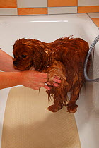 Cavalier King Charles Spaniel, ruby coated, being showered / bathed, in a bathtub. Sequence 9/16