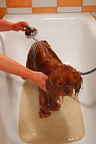 Cavalier King Charles Spaniel, ruby coated, being showered / bathed, in a bathtub. Sequence 10/16