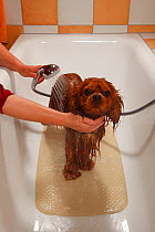 Cavalier King Charles Spaniel, ruby coated, being showered / bathed, in a bathtub. Sequence 11/16