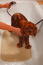 Cavalier King Charles Spaniel, ruby coated, being showered / bathed, in a bathtub. Sequence 12/16