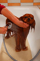 Cavalier King Charles Spaniel, ruby coated, being showered / bathed, in a bathtub. Sequence 13/16