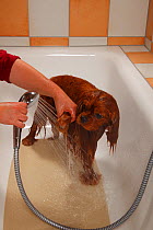 Cavalier King Charles Spaniel, ruby, being showered / being bathed, bathtub. Sequence 14/16